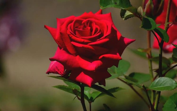 Hoa hồng là loài hoa lãng mạn được yêu thích nhất (Nguồn: Internet)