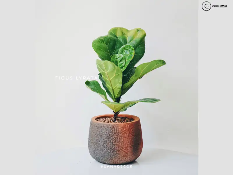 Cây Ficus thích hợp cho dân văn phòng