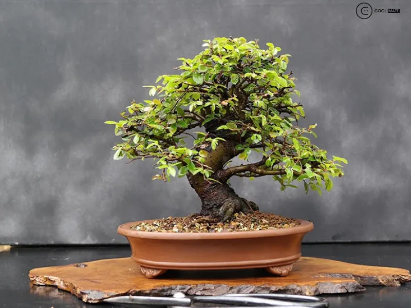 Cây ảnh bonsai