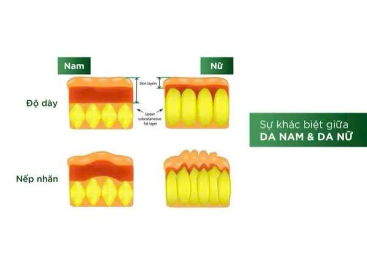 So sánh cấu trúc da của nam và nữ