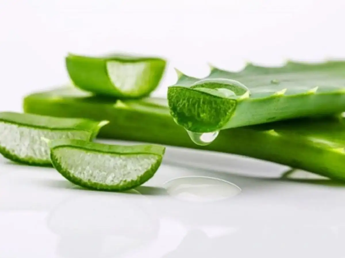 Nha đam (Lô hội): Dưỡng ẩm và làm dịu cho môi nhạy cảm