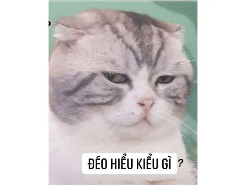 Cười đau bụng với 28 meme chê cực gắt - Coolmate