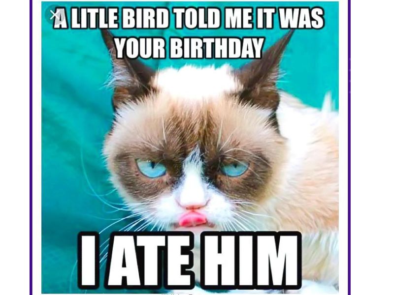 Có chú chim non nho nhỏ nói với tui là hôm nay sinh nhật ông! Tui ăn nó luôn