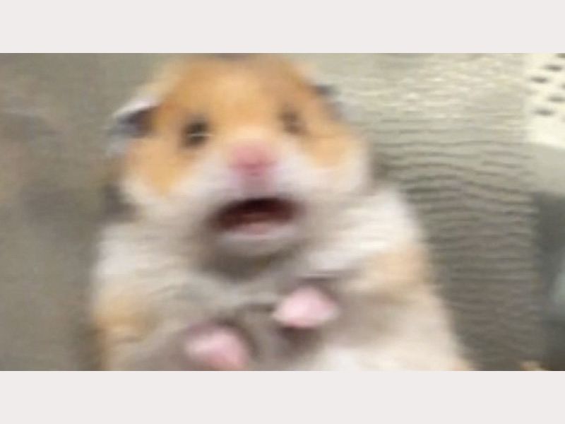 meme hamster