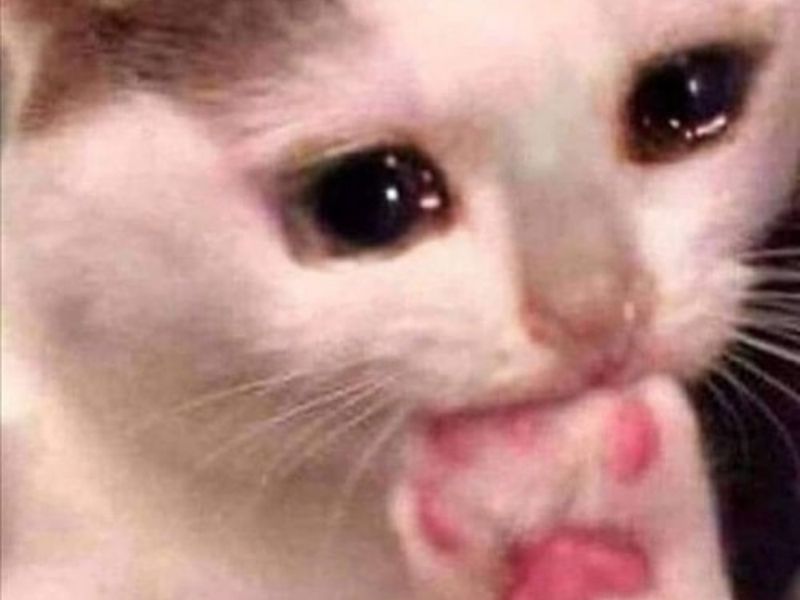 Top 50+ ảnh Meme mèo khóc hài hước, dễ thương, độc đáo - Coolmate