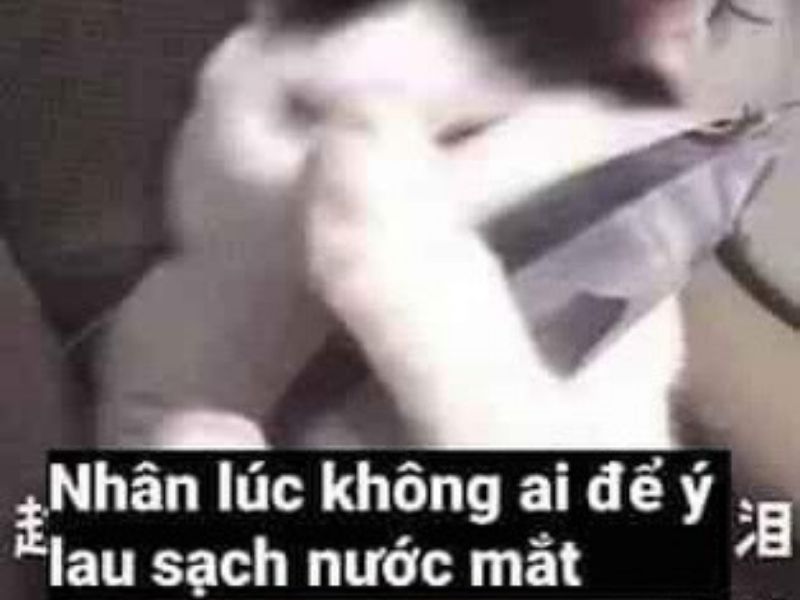 Meme Mèo Khóc ảnh mèo khóc hài hước  QuanTriMangcom