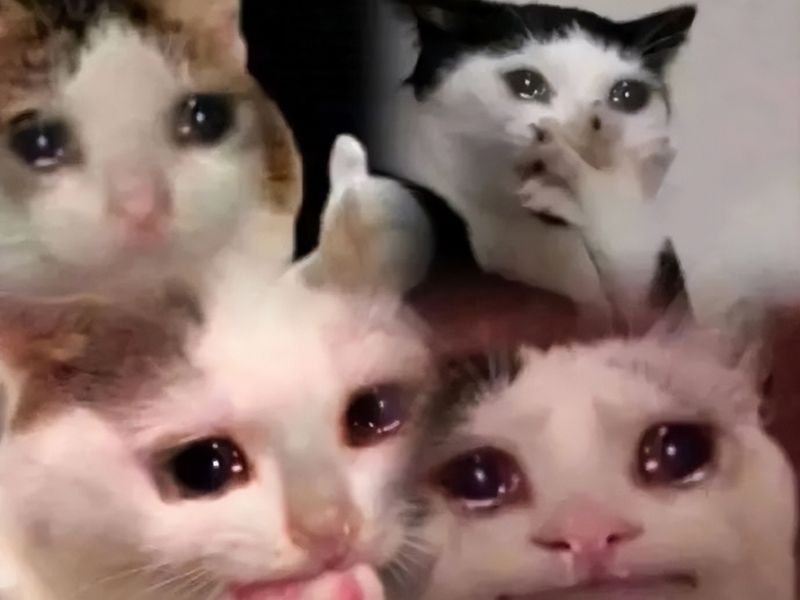 Tổng hợp 999+ Meme mèo khóc thét bựa và hài hước nhất 2023 - Chăm Sóc Thú  Cưng