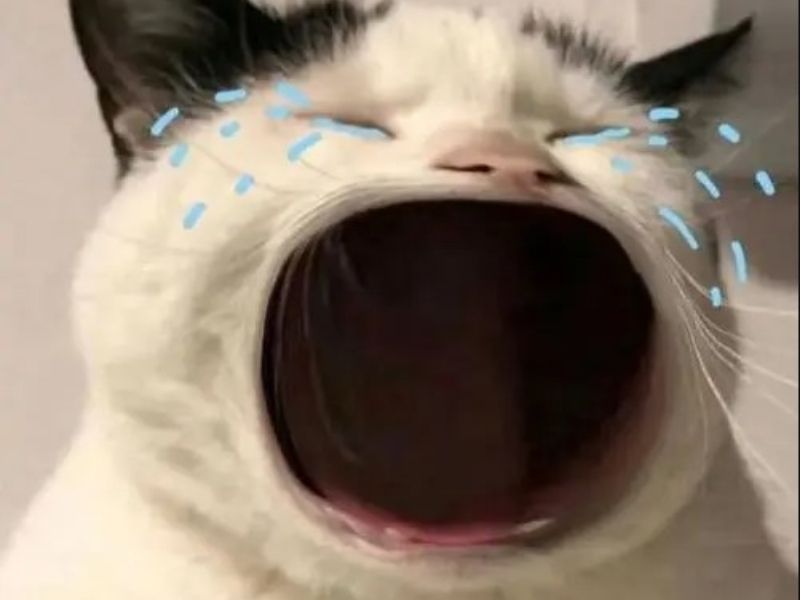 Top 50 ảnh Meme mèo khóc hài hước dễ thương độc đáo  Coolmate