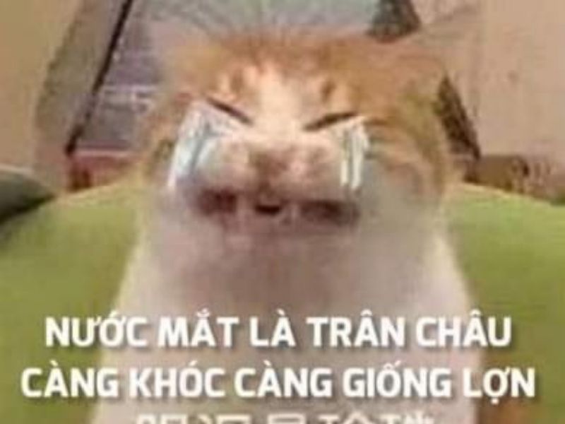 meme-meo-khoc-1424