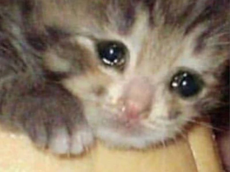 Ảnh chế meme mèo khóc dể thương cute đáng yêu