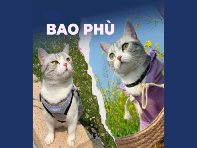 Bao Phù và An Sinh là đôi bạn trẻ mèo lông cụt Mỹ được không ít chúng ta trẻ con xứ Trung yêu thương thích