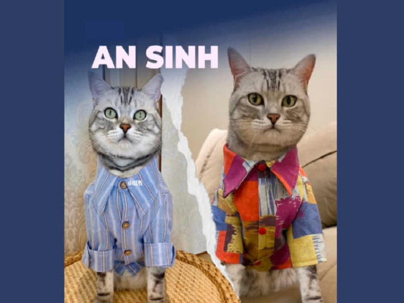 Bố của An Sinh cũng thông thường xuyên update những đoạn phim hước về cuộc sống thường ngày hằng ngày của mèo