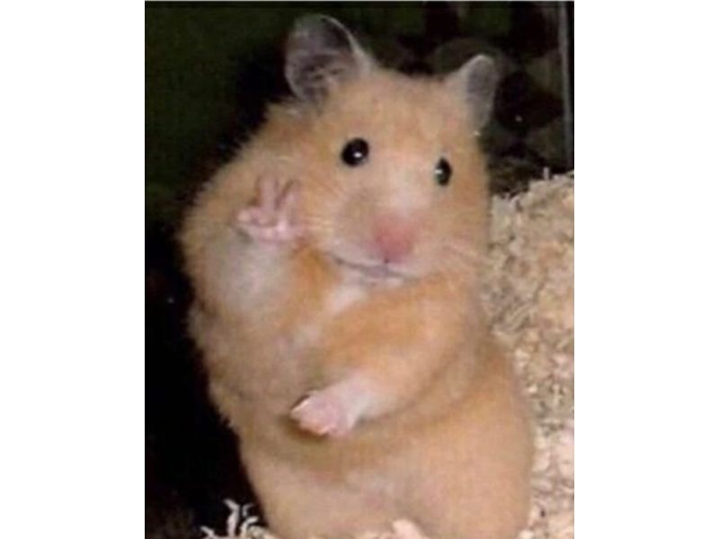 Top 194+ chuột hamster meme