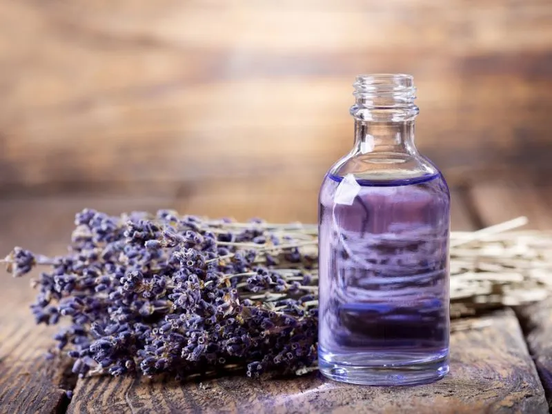 Về mùi hương Lavender trong nước hoa oải hương