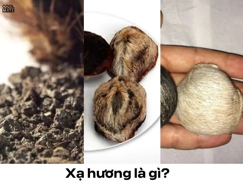 xạ hương là gì