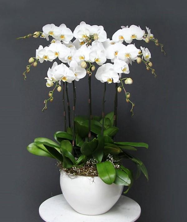 Hoa lan hồ điệp trắng ( Ảnh : Pinterest )