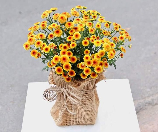 Hoa cúc Calimero vàng ( Ảnh : Pinterest )