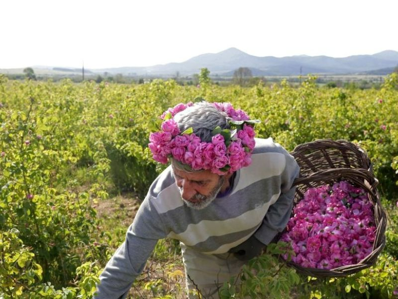 Người nông dân phải thu hoạch hoa hồng Bulgaria hoàn toàn bằng tay