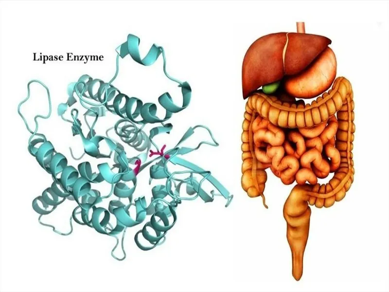 sua-tang-can-mass-gainer-la-gi-8