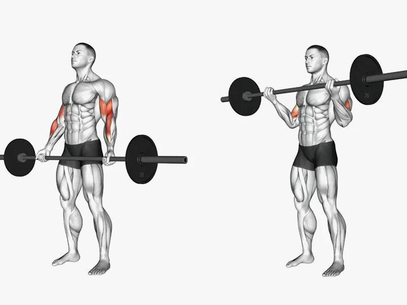 Barbell Curl có cách thực hiện tương tự Dumbbell Curl