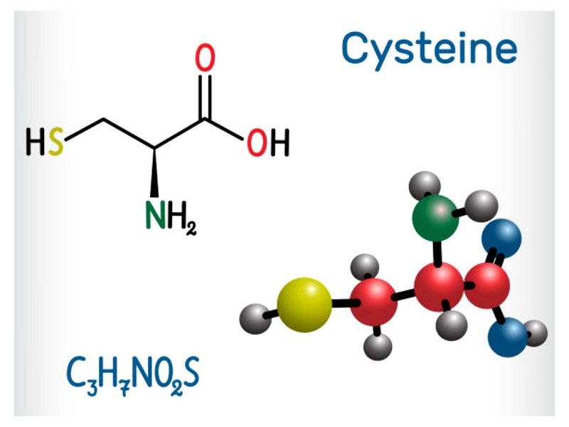 Cystine là một trong 20 loại axit amin tự nhiên, cấu thành nên các protein trong cơ thể 