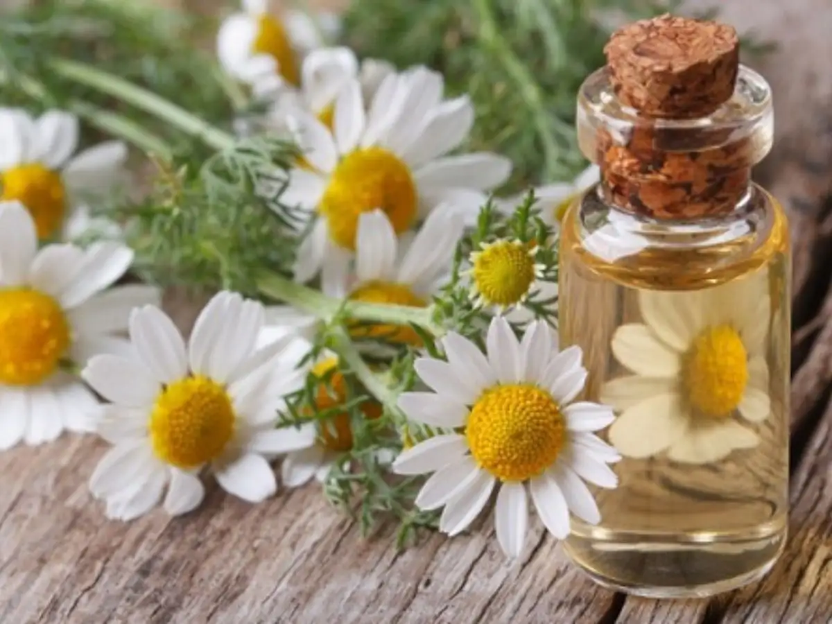 Tinh dầu cúc la mã khô được dùng để làm dịu da nhạy cảm