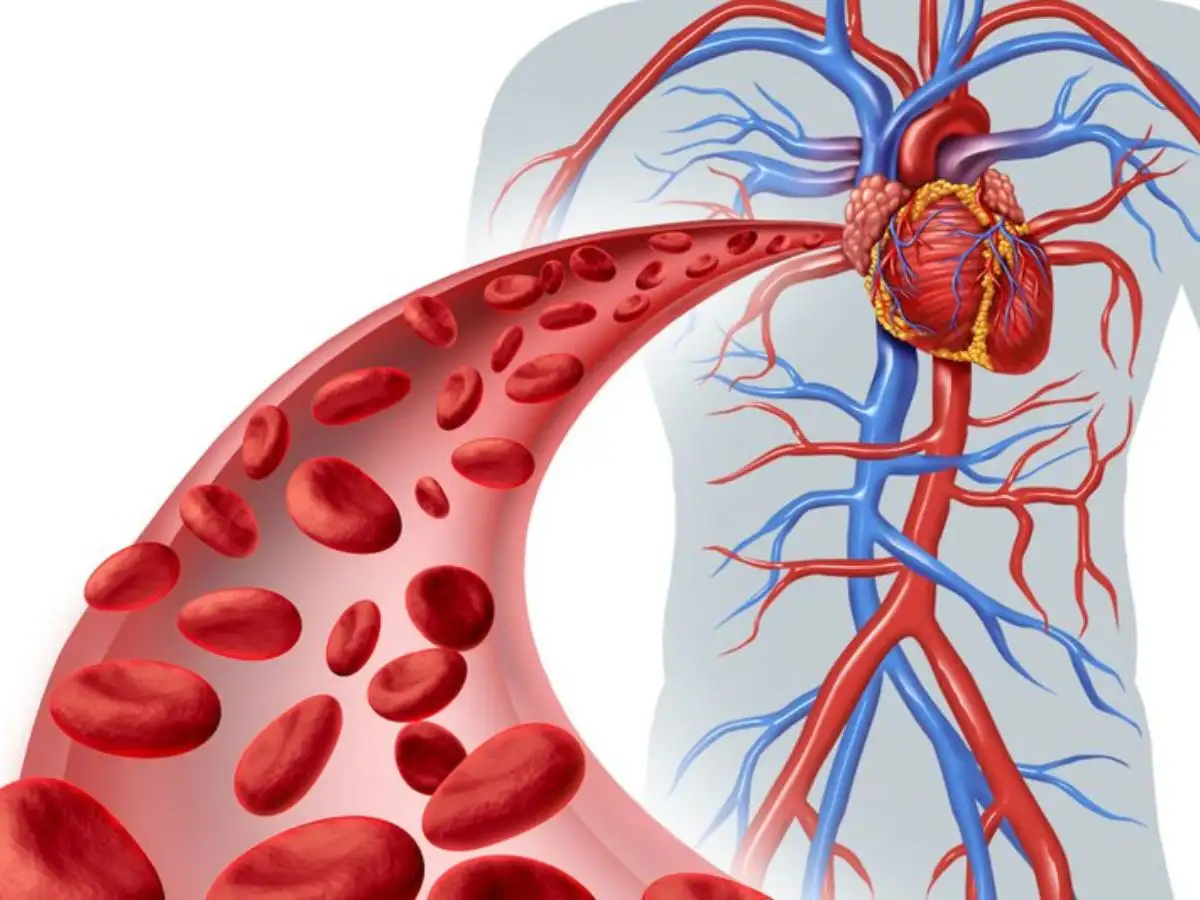 Chạy bước nhỏ giúp tim co bóp mạnh hơn và bơm máu hiệu quả hơn