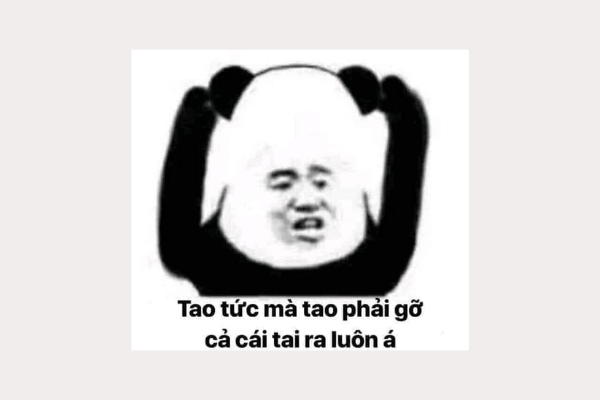 Meme gấu trúc: Tao tức mà tao phải gỡ cả cái tay ra luôn á!