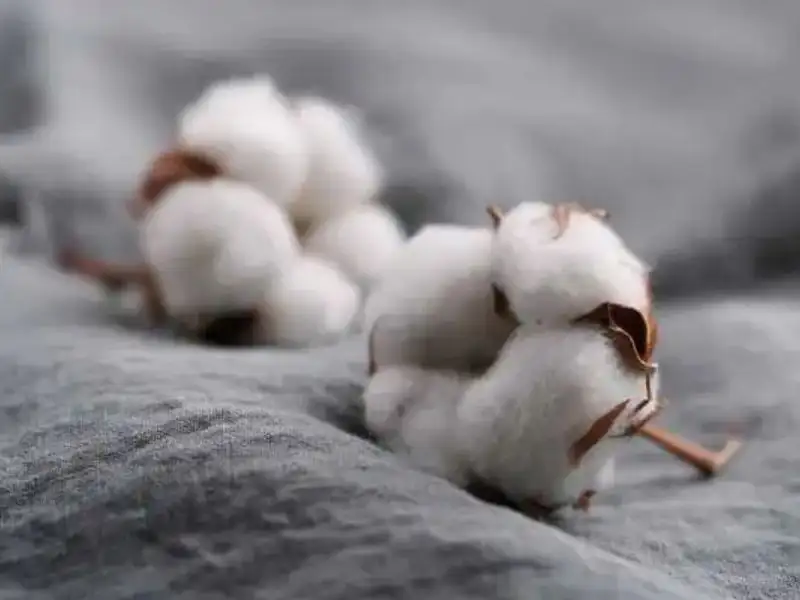 Vải cotton truyền thống được chế tạo từ cây bông công nghiệp với hàm lượng tồn dư chất bảo vệ thực vật cao