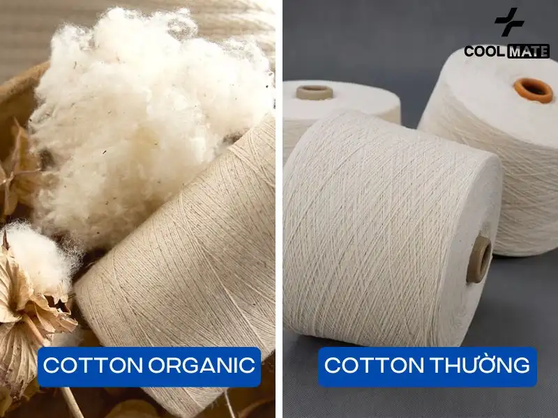 Sợi bông vải cotton organic được đánh giá tinh khiết và có chất lượng tốt hơn sợi bông vải cotton thông thường