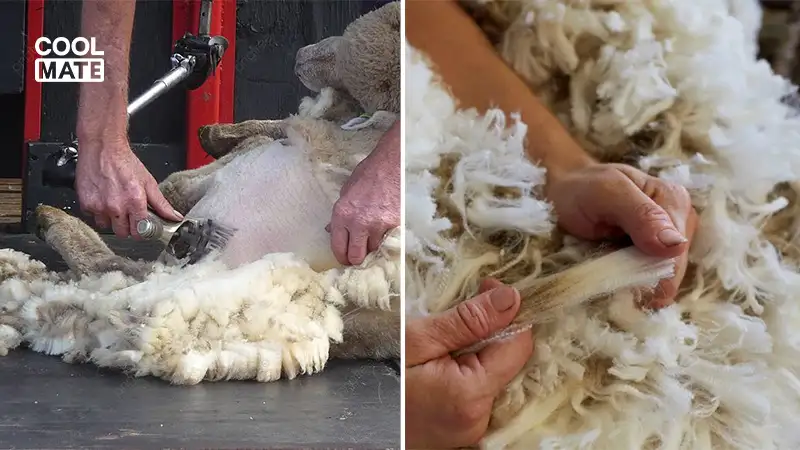 Quy trình sản xuất vải Merino