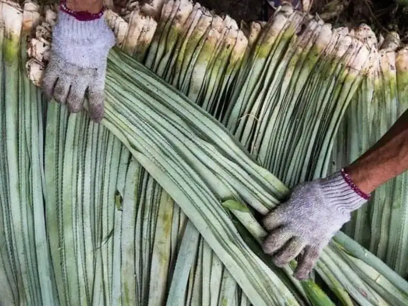 Vải sợi lá dứa là một trong những loại vải có truyền thống hàng trăm năm ở Philippines