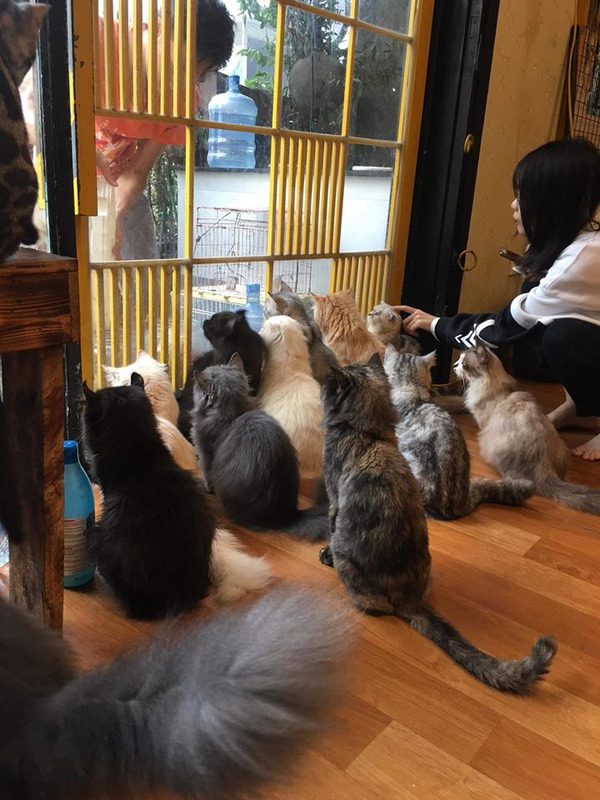 Quán cà phê mèo ở Hà Nội “Nó”