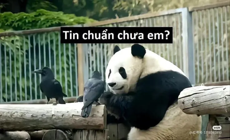 Meme 'Tin chuẩn chưa anh' với hình ảnh một người đàn ông