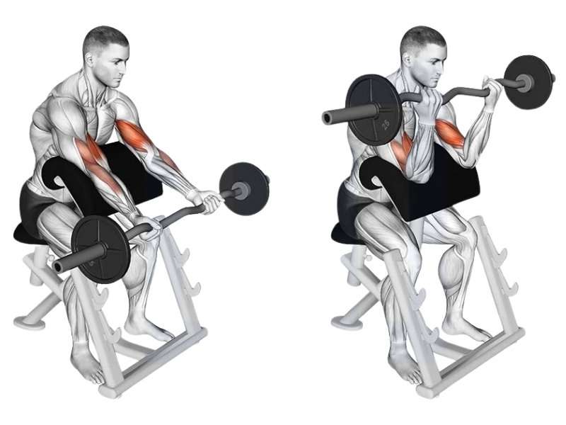 Tư thế tập Barbell Preacher Curl