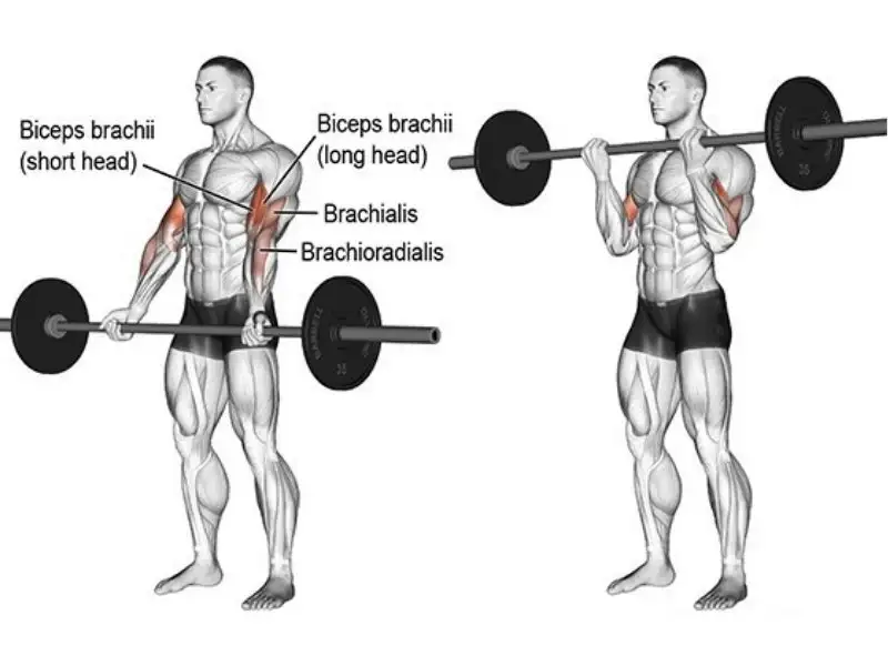 Tư thế tập Barbell Curl