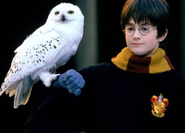 Cú Hedwig - người bạn đồng hành của Harry Potter là nguồn cảm hứng chính cho bộ cánh của diễn viên Ezra Miller lần này