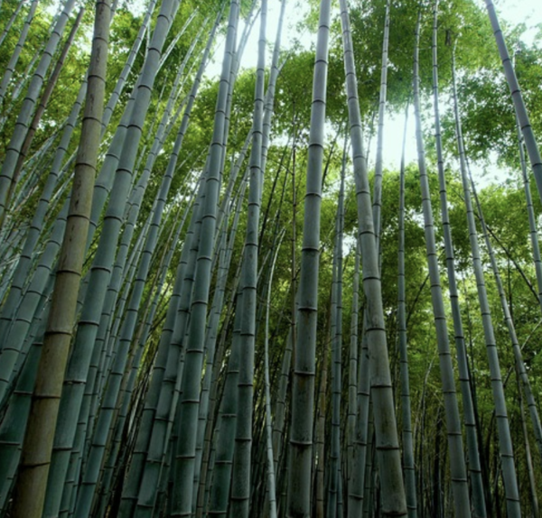vải bamboo thân thiện với môi trường