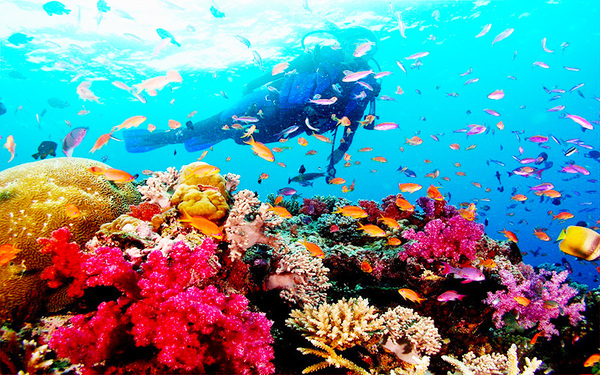Lặn ngắm san hô bạn sẽ được thấy một thế giới đại dương thực thú vị