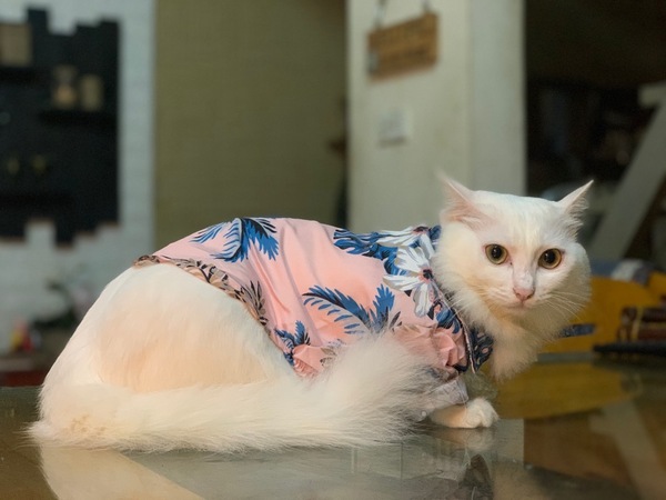 Top 09 mẫu áo quần cho chó mèo đẹp nhất năm 2021