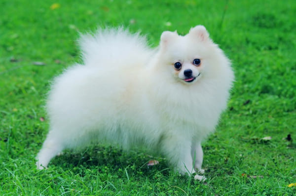 Chó Pomerania có bộ lông dài màu trắng đặc trưng