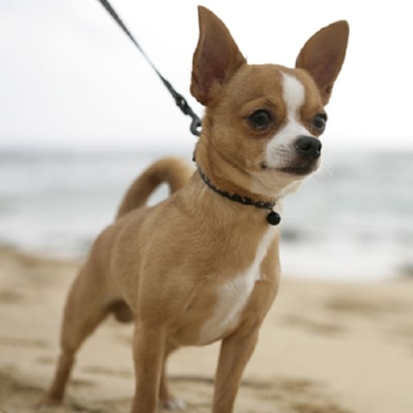 Chihuahua có vóc dáng nhỏ nhắn, đáng yêu