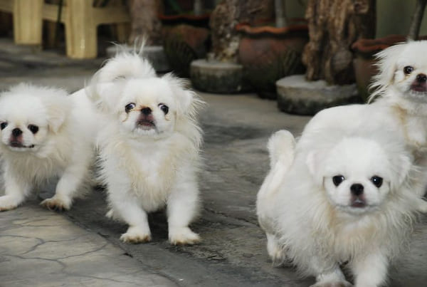 Các giống chó thú cưng Bắc Kinh và chó Bắc Kinh lai Nhật có vẻ ngoài vô cùng ngộ nghĩnh