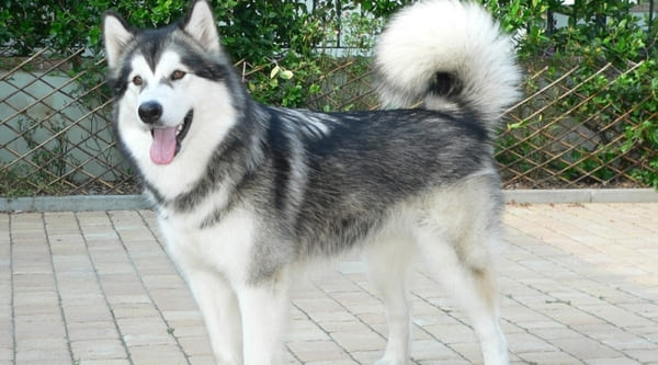 Các giống chó thú cưng Alaska có thân hình to lớn giống chó sói 
