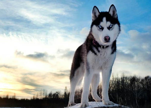 Chó Husky có ngoại hình giống Alaska trông khỏe khoắn, mạnh mẽ
