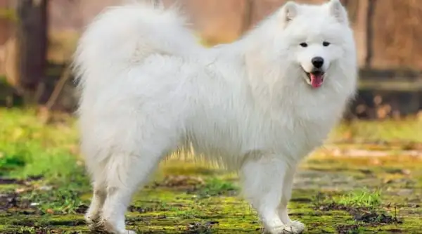 Chó Samoyed có bộ lông dày, màu trắng mượt cuốn hút