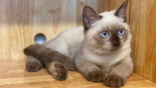 Top 11 các giống mèo thú cưng cực dễ thương nhất hiện nay - Cool Mate