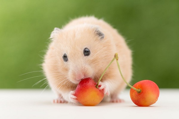 Hamster có ngoại hình mũm mĩm, béo tròn với mặt nhỏ xinh cùng đôi mắt đen long lanh