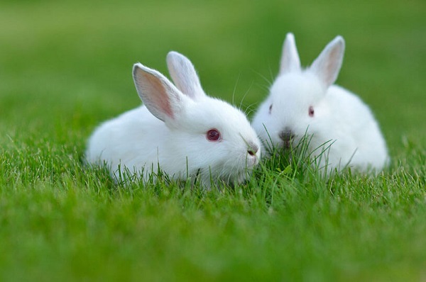  Thỏ là loài thú nuôi rất hiền lành, thông minh và hay quấn lấy chủ của mình
