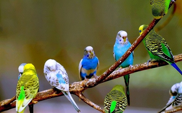Chim là vật nuôi có thể nuôi trong nhà làm cảnh, treo trước hiên nhà, hoặc làm thú cảnh